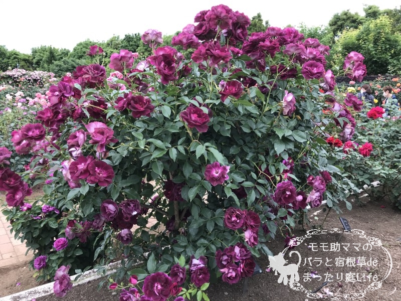 バーガンディアイスバーグ 