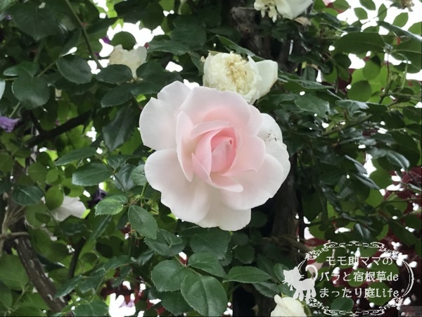 ニュー・ドーン