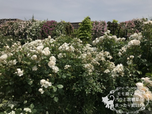 グラミス・キャッスル