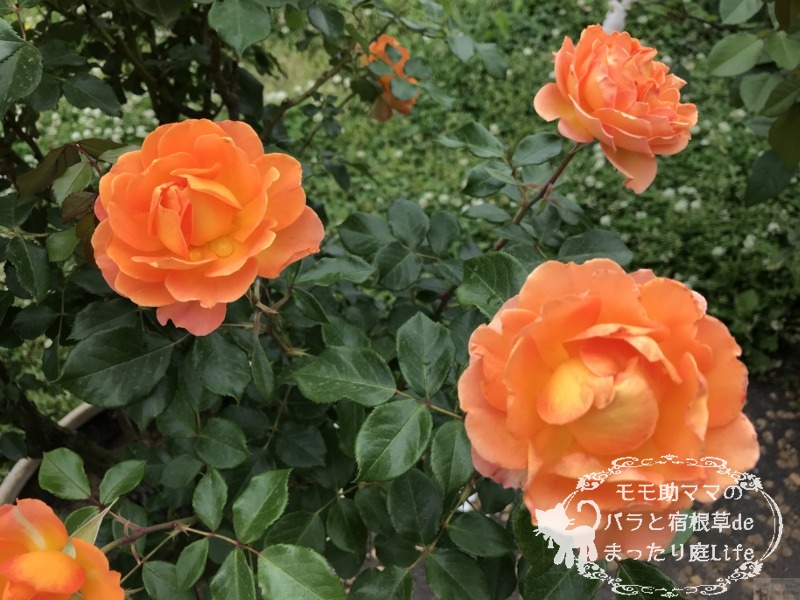 ハニーキャラメル