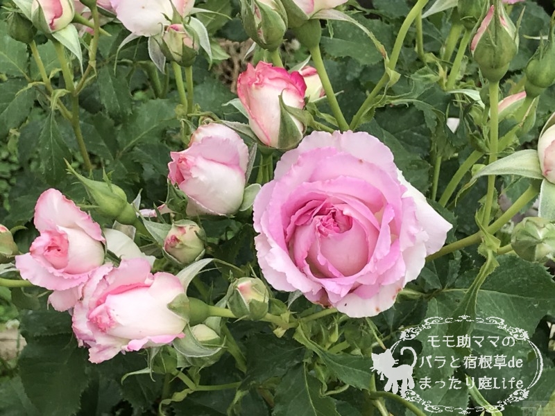 20210518花菜ガーデン_リアンローズ (3)