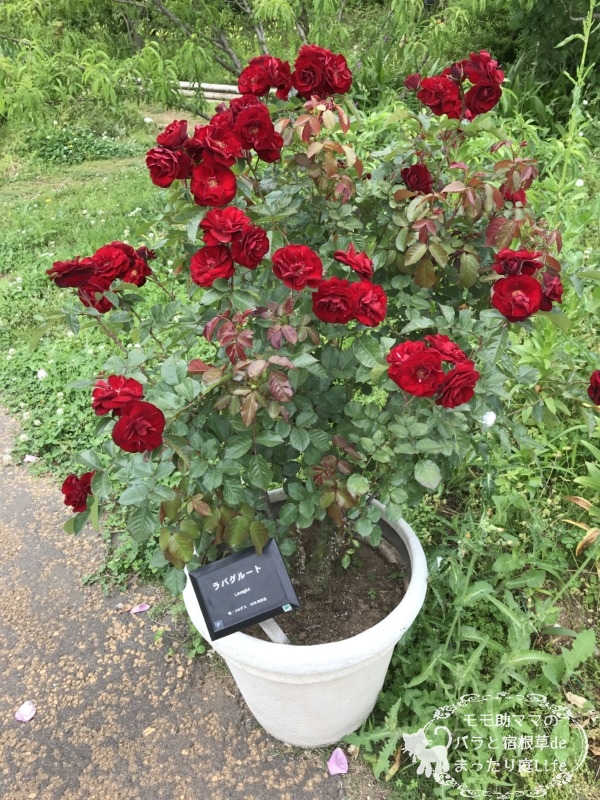 20210518花菜ガーデン_ラバグルート