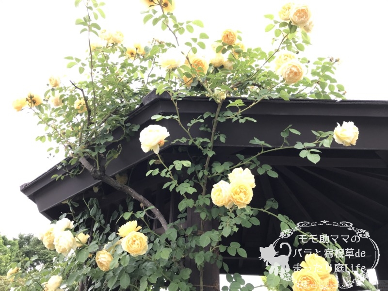 20210518花菜ガーデン_グラハム・トーマス (2)