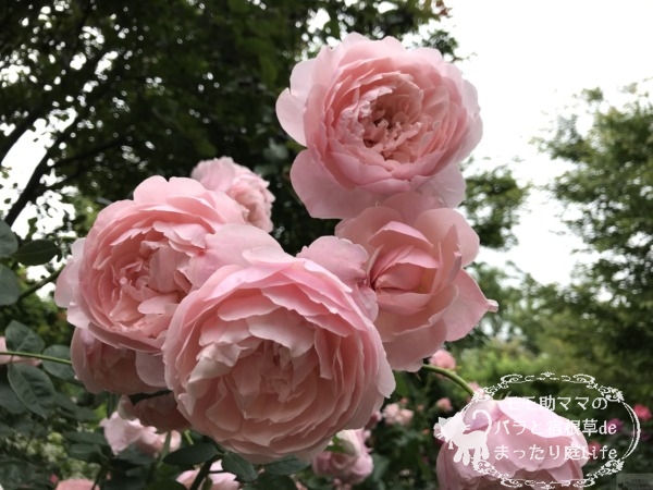 ジ・アレンウィック・ローズ