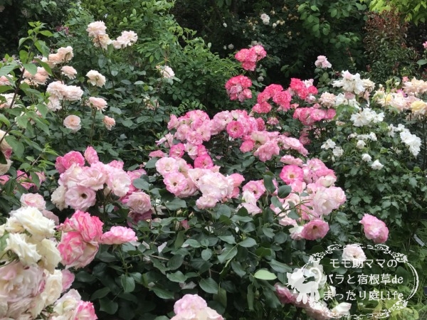 ストロベリーアイス