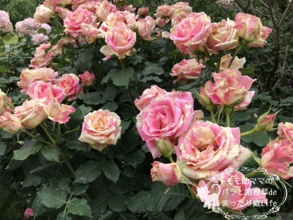 ベリー・ベリー・ベッキー・ローズ