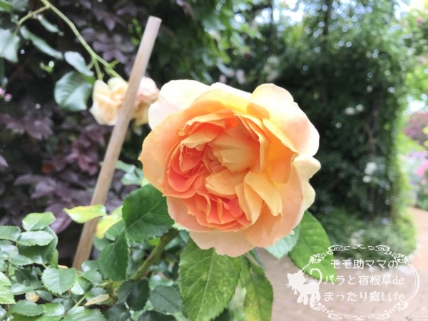 ランタンシトロイユ