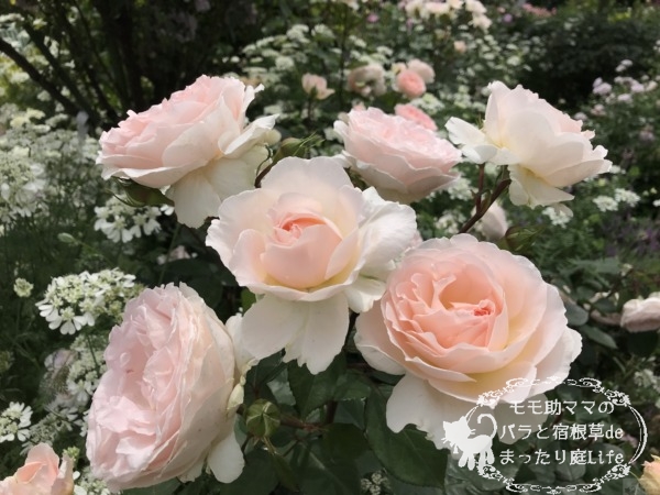 メルヘンツァウバー