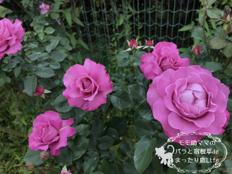 20210518花菜ガーデン_ロイヤルアメジスト (1)