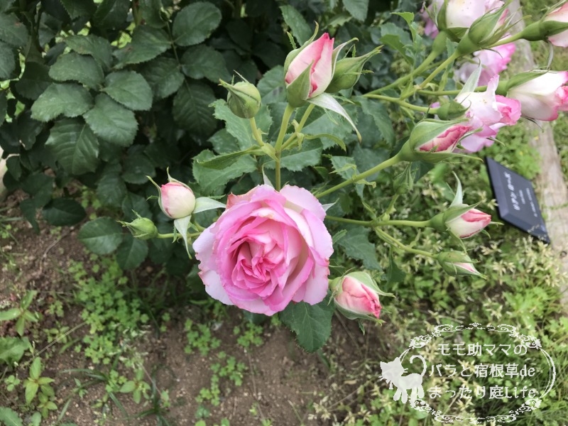 20210518花菜ガーデン_リアンローズ (1)