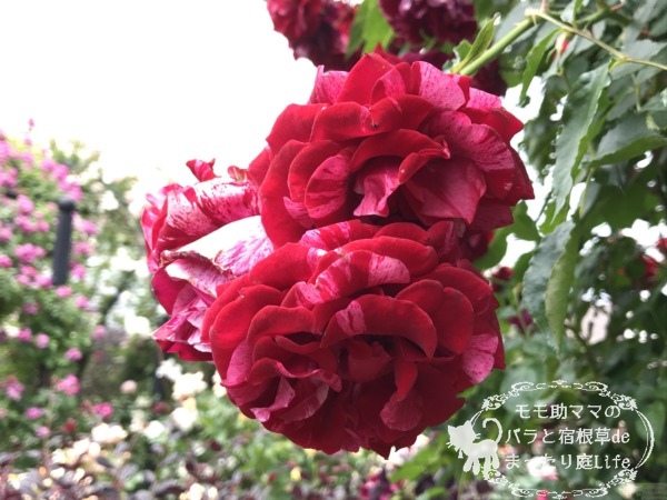 ディープインプレッション