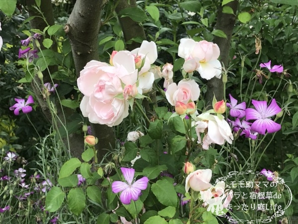 シャリファ・アスマ