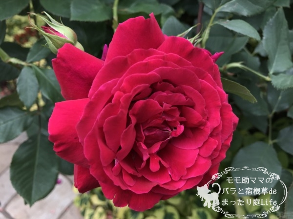 コンラート・アデナウアー・ローズ