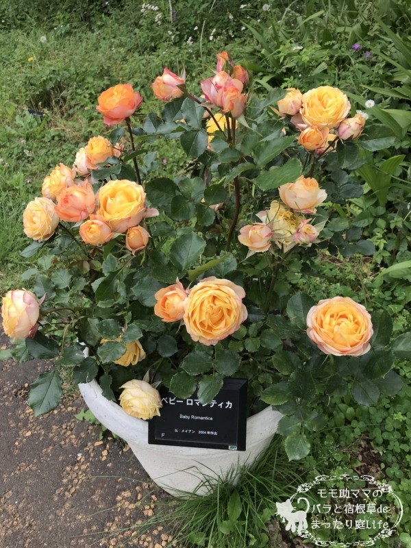 ベビーロマンティカ