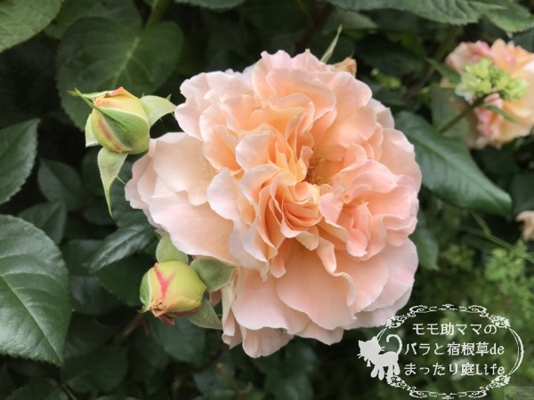 20210518YEG_アウグスタルイーゼ (3)