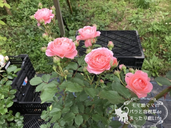 ロマンティックチュチュ