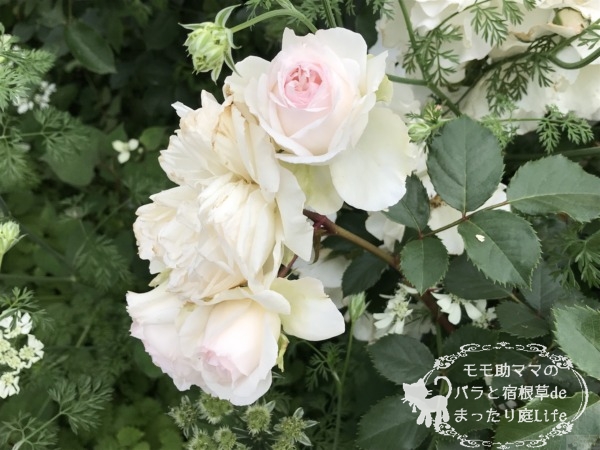 ステファニー・グッテンベルク