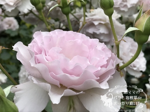 ニューウェーブ