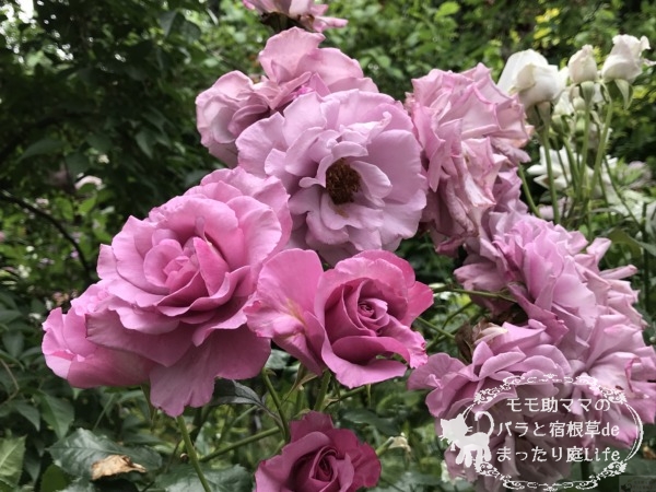 フェルゼン伯爵