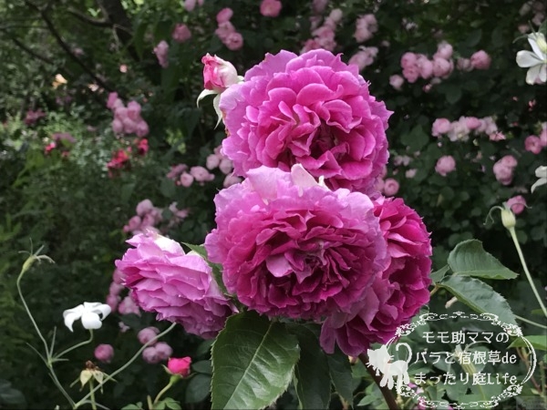 シェエラザード