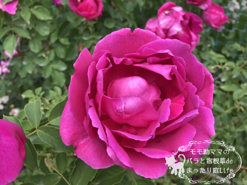 ドルシュキルブラ