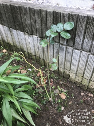 シャルトリューズ ドゥ パルム