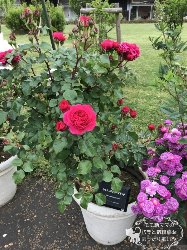 レッド・レオナルド・ダ・ヴィンチ 