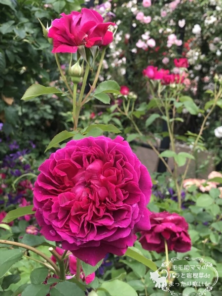 ウィリアム・シェイクスピア2000