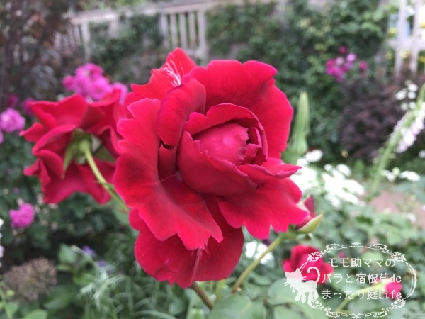 クリムソン・グローリー