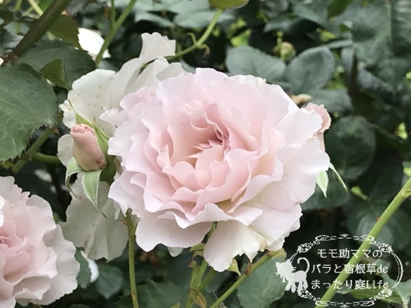 ニューウェーブ