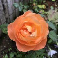 レディエマハミルトン