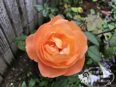 レディエマハミルトン