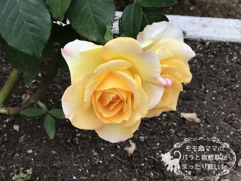 20210518花菜ガーデン_ゴールドメダル (3)