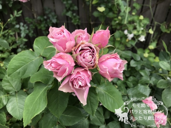 アンティークブーケ (切り花) 