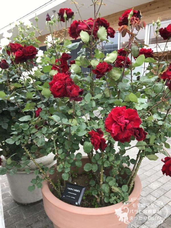 20210518花菜ガーデン_ベルサイユのばら (1)