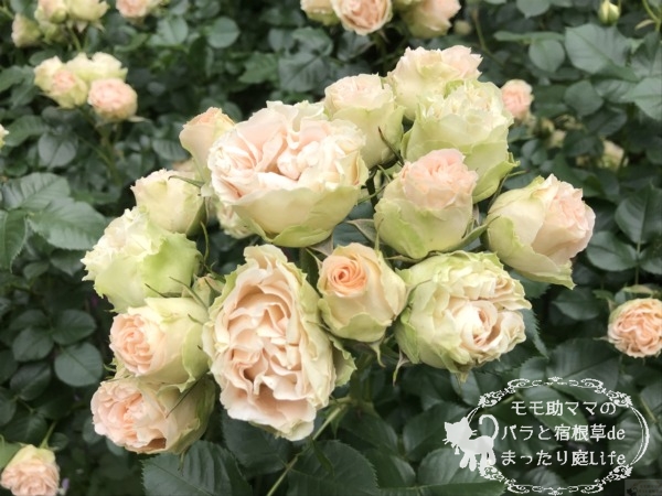 アンティーク・レース