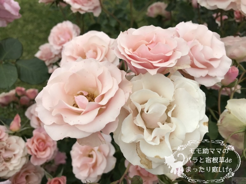 20210518花菜ガーデン_しののめ (1)