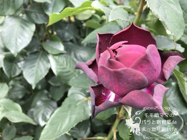 グレーフィン・ディアナ