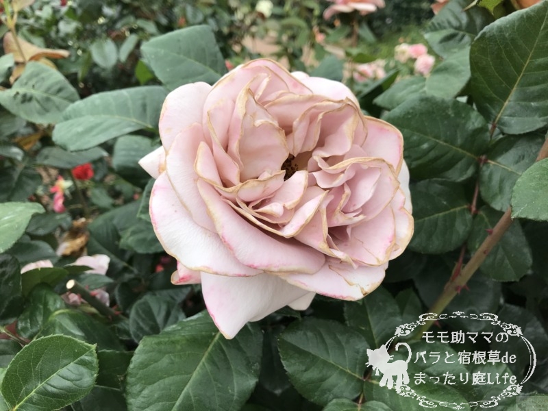 20210518花菜ガーデン_カフェラテ (2)