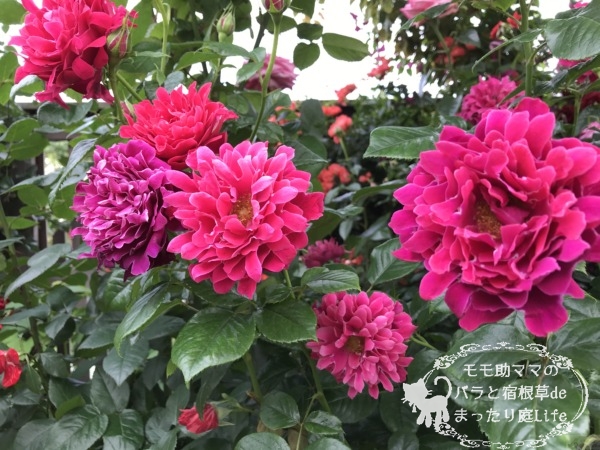 グラマラスラッフル