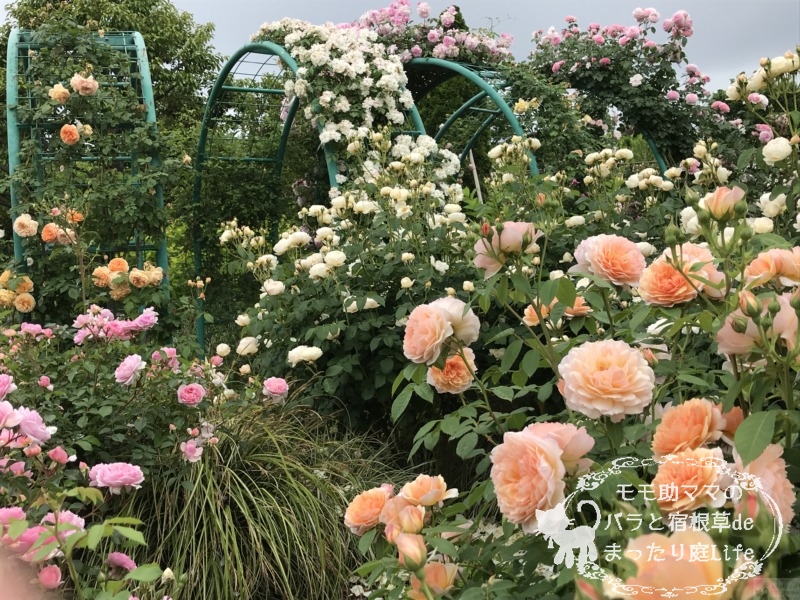 20210518花菜ガーデン_グレイス (3)