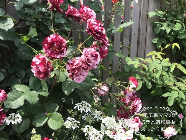 ニュー・イマジン