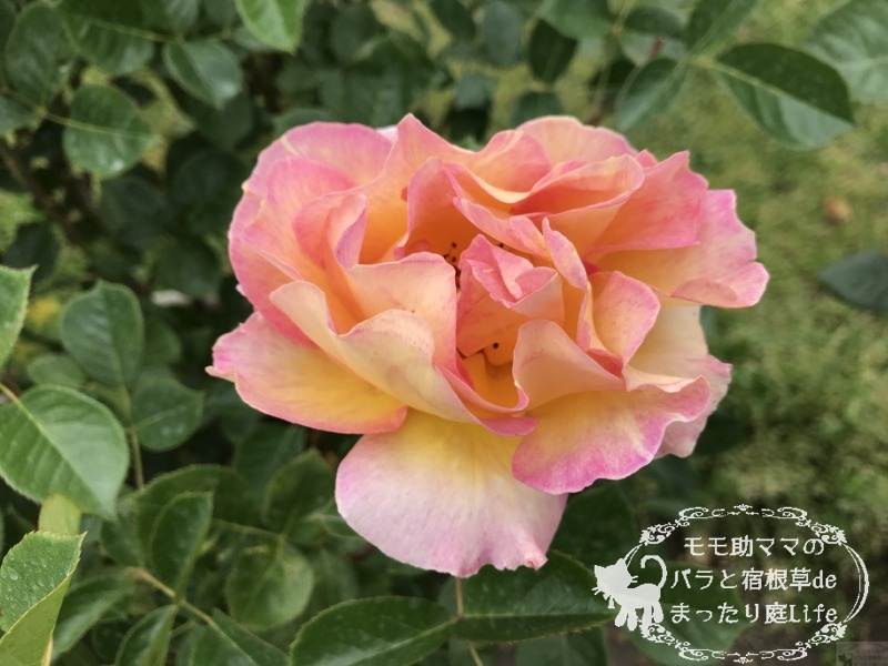 ラパリジェンヌ