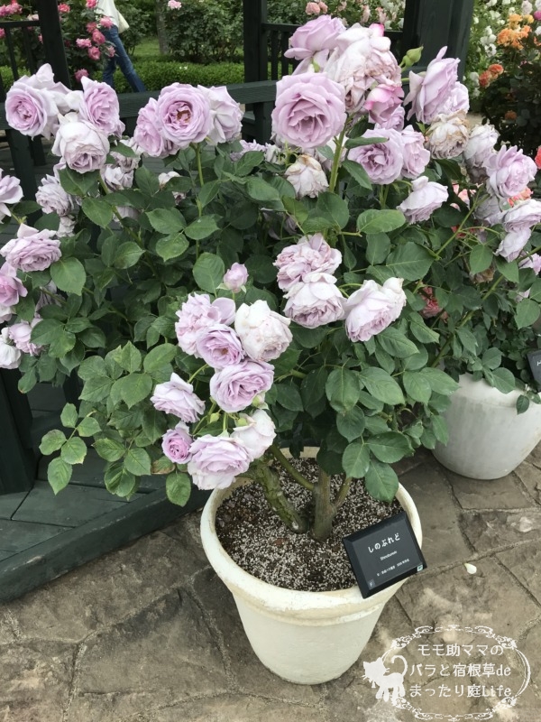 20210518花菜ガーデン_しのぶれど