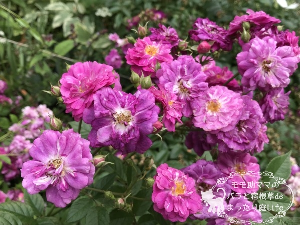 スイートチャリオット