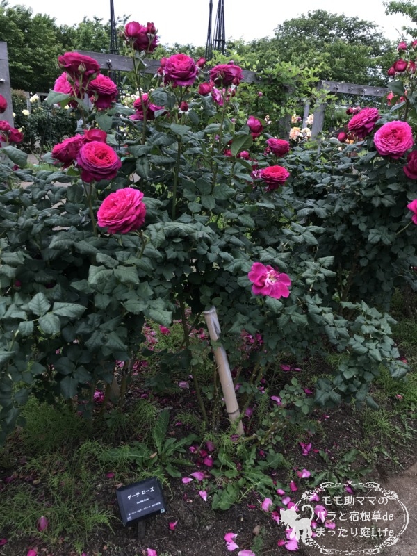 20210518花菜ガーデン_ゲーテローズ (1)