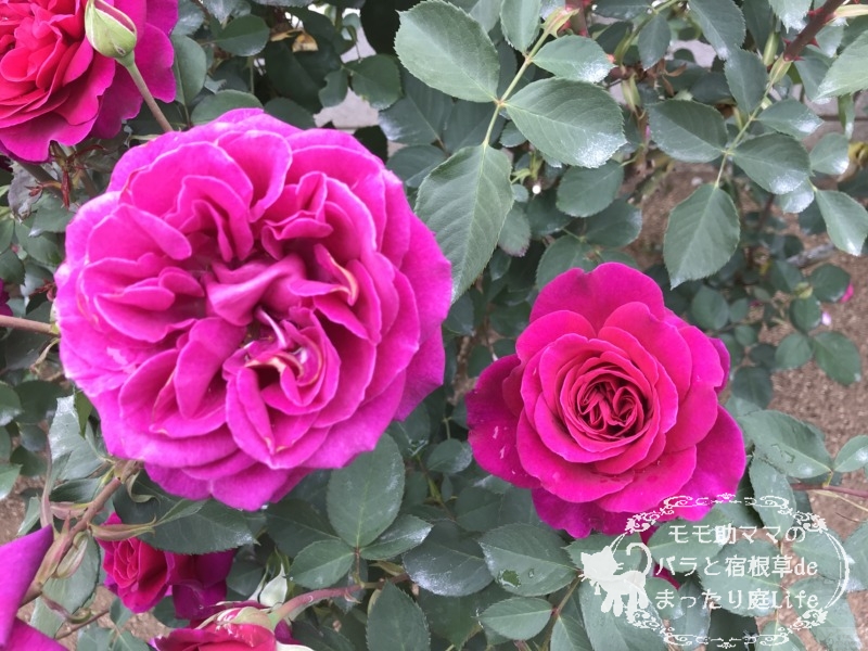 ブラックベリーニップ