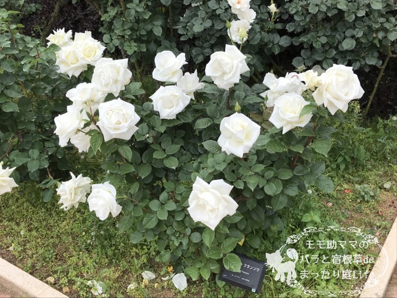 20210518花菜ガーデン_オスカル・フランソワ (1)