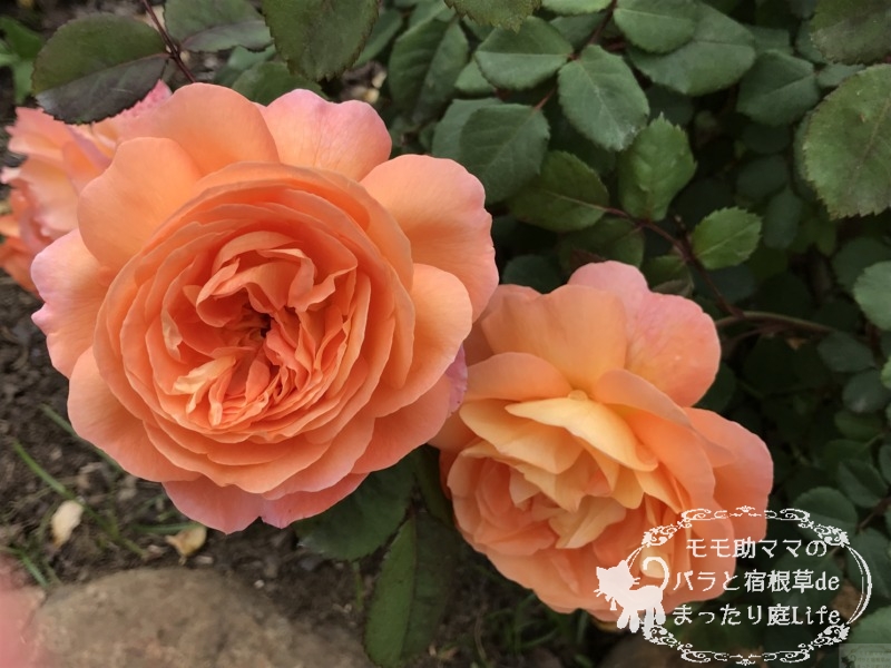 20210518花菜ガーデン_レディ・エマ・ハミルトン (4)