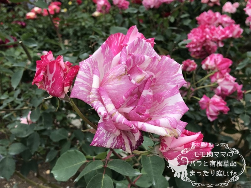 モダンタイムズ